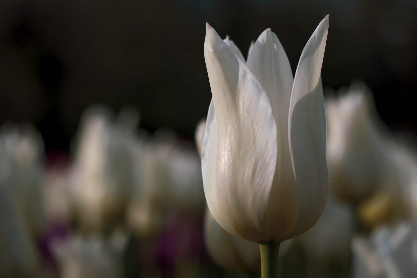 The hidden flower meanings behind the bouquet